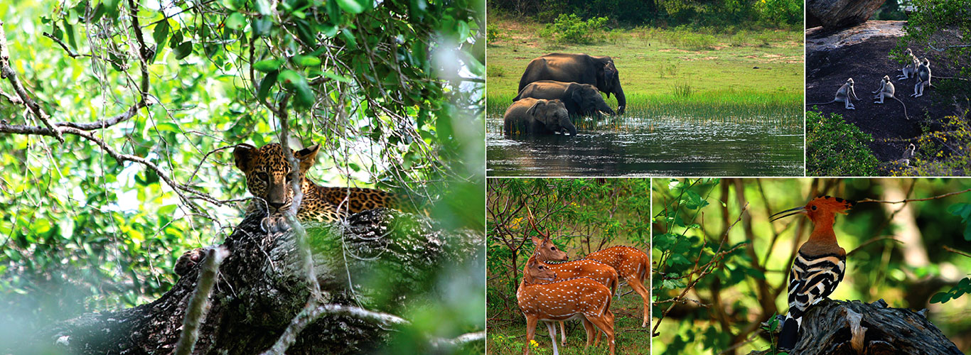 Yala National Park Safari